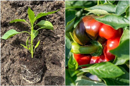 10 Plants That Should Never Grow Near Peppers & 8 Beneficial Companions