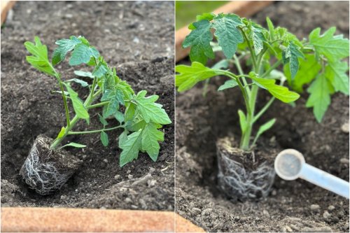 How to Fertilize Tomatoes When You Plant Them for Big Summer Harvests