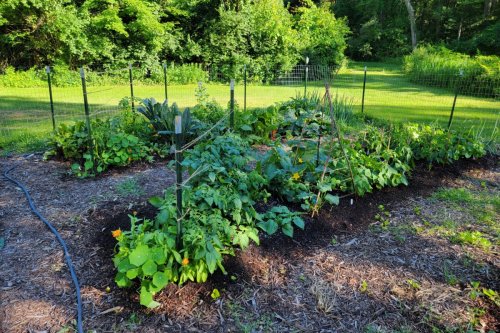 15 Vegetables That Will Grow in a Shady Garden