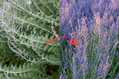 How to Get TONS of Blossoms on Your Russian Sage
