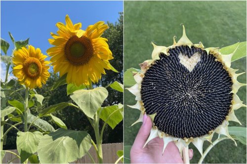 7 Things Every Sunflower Grower Needs To Know + 7 Wild Facts