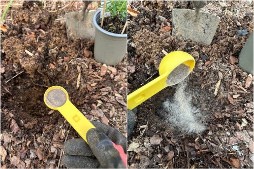 5 Things That Happen When You Put Mycorrhizae in Your Planting Hole