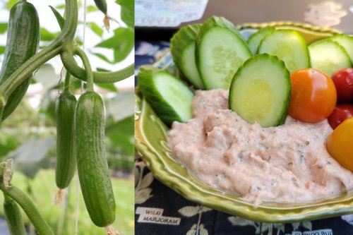 I’m Obsessed with Persian “Mini” Cucumbers – How to Grow the G.O.A.T. of Cukes