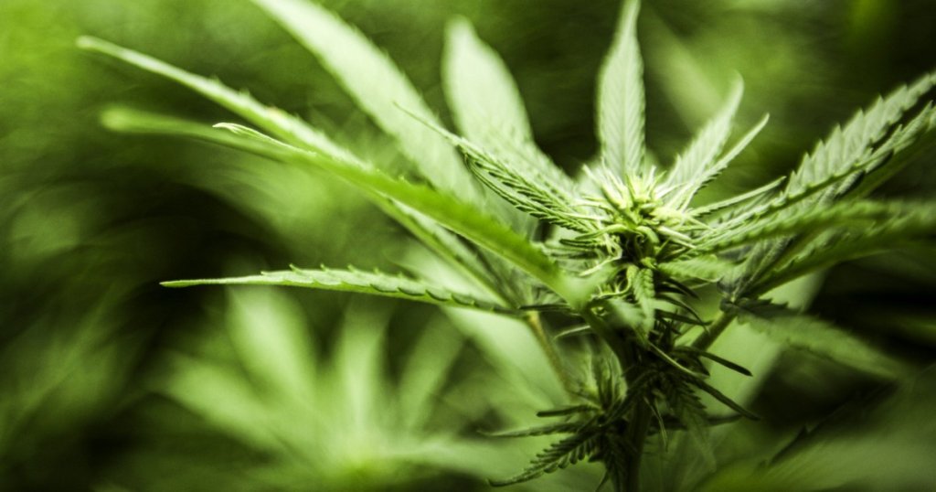 CANNIBIS