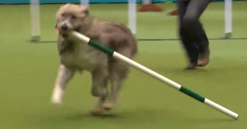Rescue dog Kratu made the world laugh with his agility runs