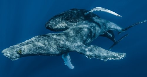 Humpback whales photographed having sex — and gay sex — for the first time