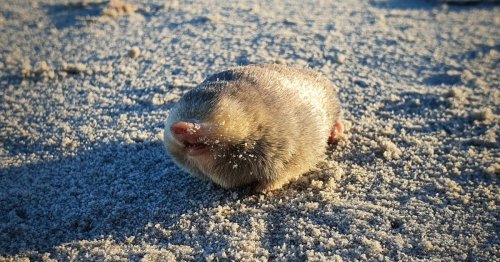 Endangered blind sand mole rediscovered in South Africa after 87 years