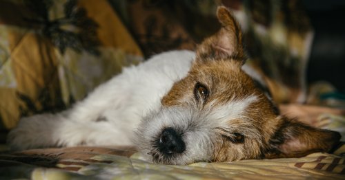 Mysterious dog respiratory illness: What to know