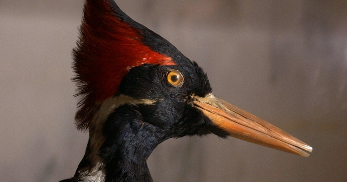 The depressing connection between birds going extinct and pandemics