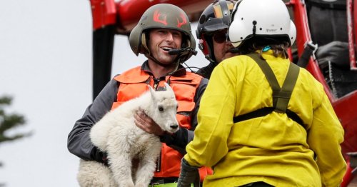 Hundreds of mountain goats were flown to a new home. Very few survived.