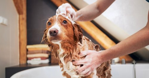 How often you bathe your dog depends on its breed