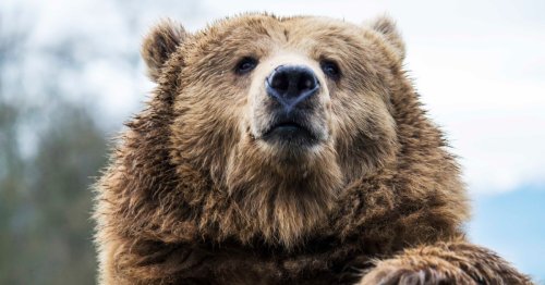 Canadian couple and their dog killed in grizzly bear attack at Banff National Park