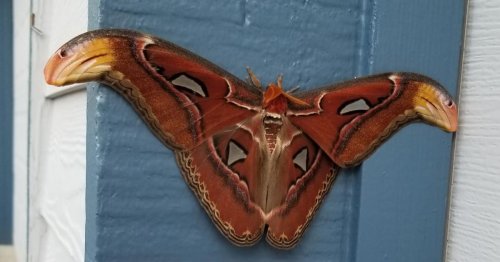 One of the world's largest moths detected for the first time in U.S., officials say