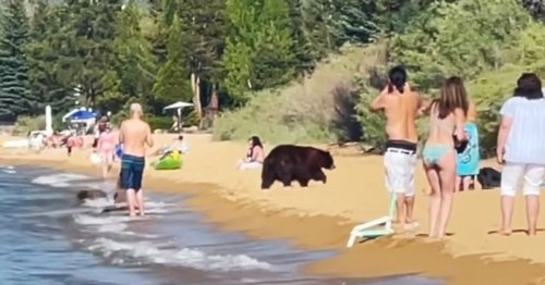 Video shows black bears joining California beachgoers in the water
