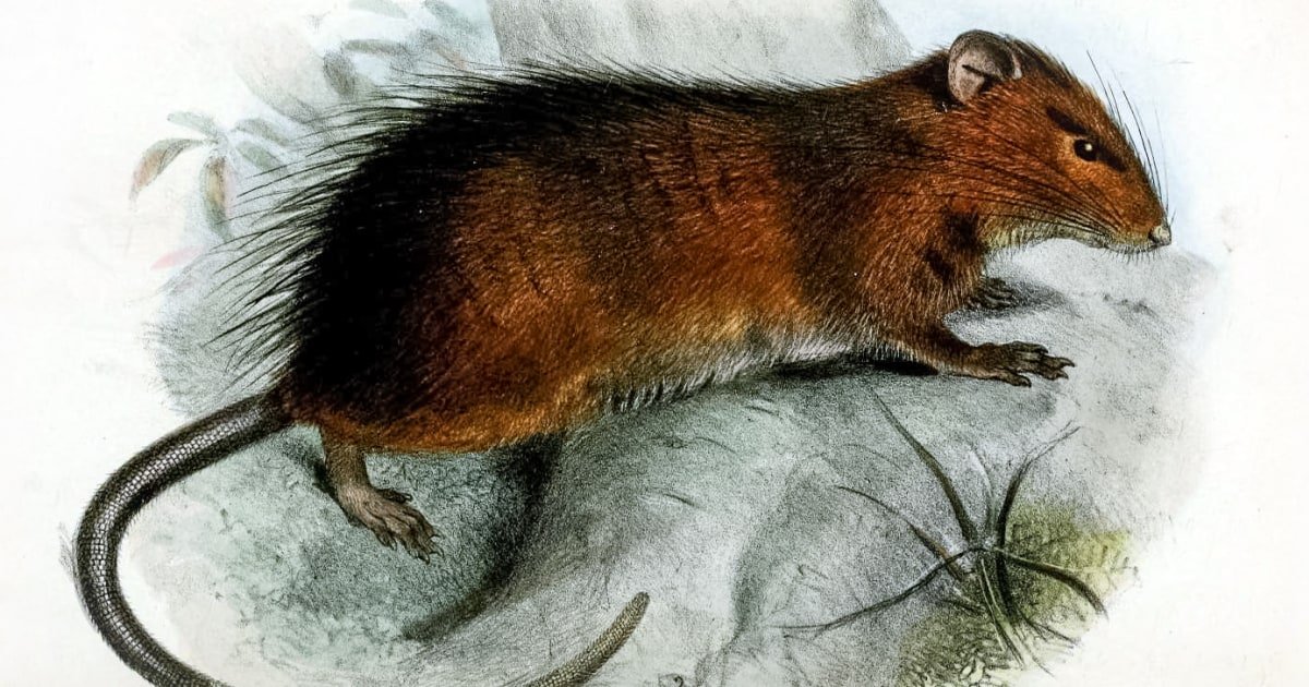 Scientists think they could 'de-extinct' the Christmas Island rat. But should they?