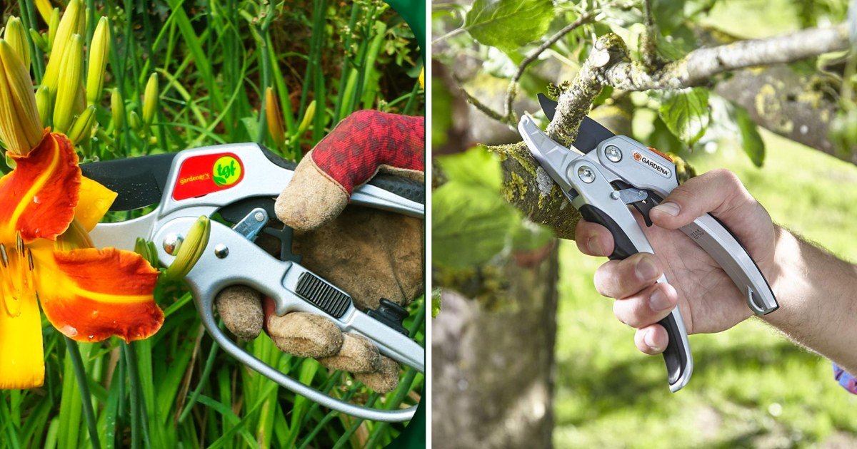There are 4 major types of gardening shears — here’s how to tell which ones you need