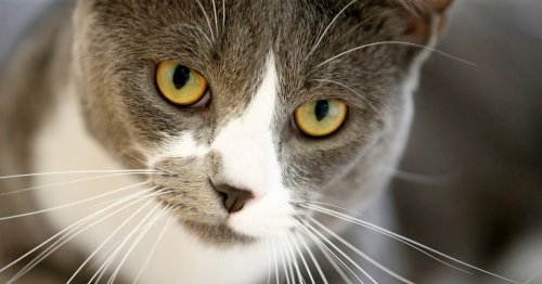 Why cats are an invasive alien species, and what to do about it