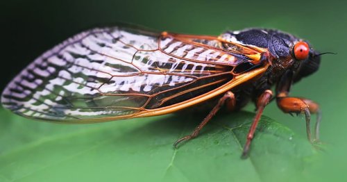 'Bourbon brood' cicadas start emerging in Kentucky after 17-year slumber