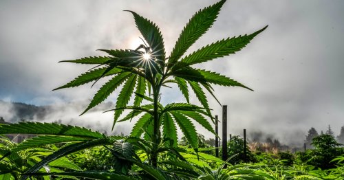 What the federal 'rescheduling' of cannabis would (and wouldn't) mean