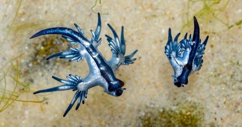 The blue dragons season is upon us, but researchers remind beachgoers to think twice before touching them