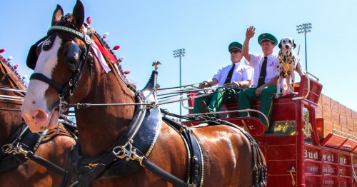 Anheuser-Busch stops cutting off tails of Budweiser Clydesdale horses after backlash