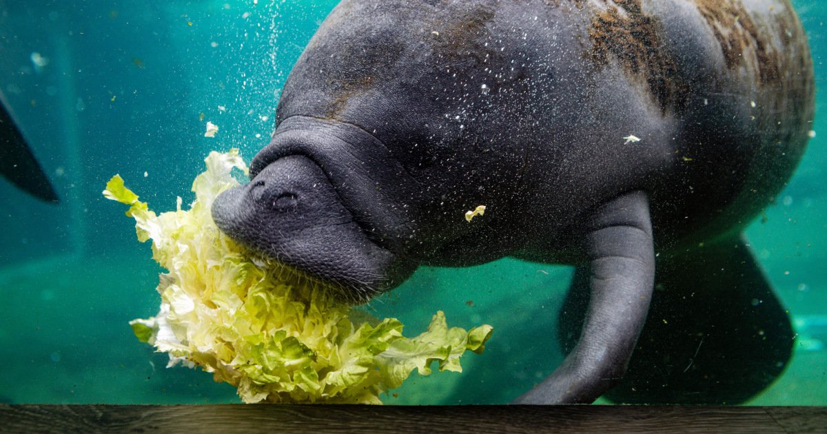Florida's manatees are dying off at unusually high rates