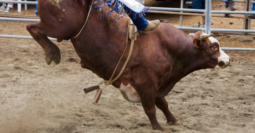 14-year-old dies after riding a bull for the first time at a rodeo, family says