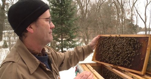 Biology Professor Discovers New Clue About What’s Killing Bees