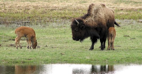 Hawaii man pleads guilty and is fined following death of Yellowstone bison calf