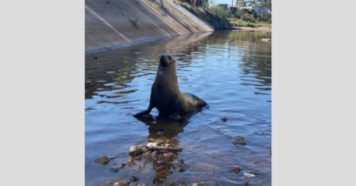 Wayward sea lion named Freeway is once again found exploring urban San Diego