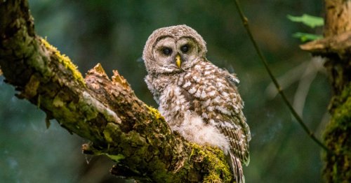 To protect an endangered owl species, government biologists propose killing off other owls