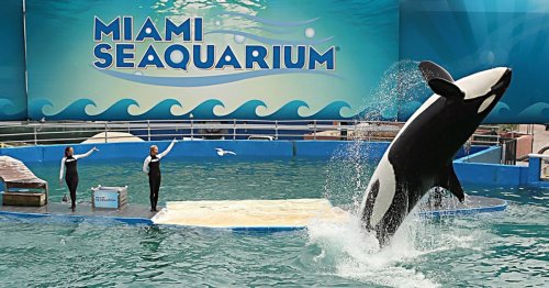 Plan to return Lolita the orca to 'home waters' over 50 years after capture announced