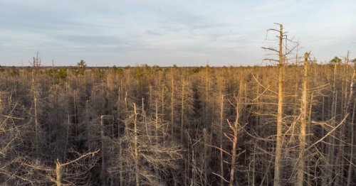 Ghost forests creep up U.S. East Coast