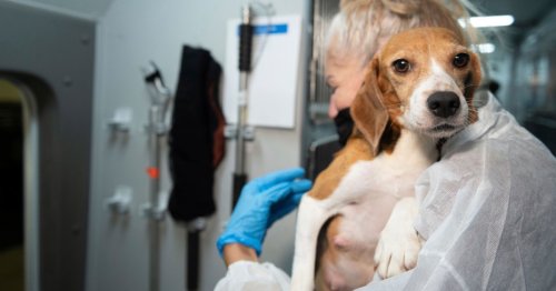 We need to ban animal testing. Dr. Oz’s killing over 300 dogs is a perfect example of why.