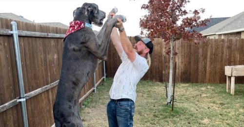 The world’s tallest dog is 7 feet tall on his hind legs: ‘He thinks he ...