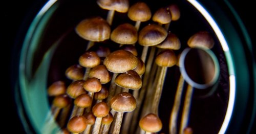 Candidates who support psychedelics as medicine get a political action committee
