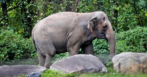 Bronx Zoo elephant named Happy isn’t a person, New York's top court rules