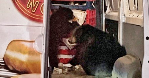 Bears raid Krispy Kreme doughnut van making deliveries on Alaska military base