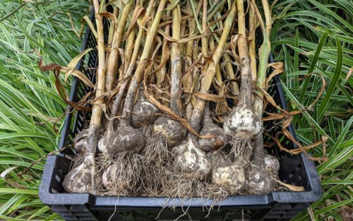 Tips and Tricks for Growing Garlic