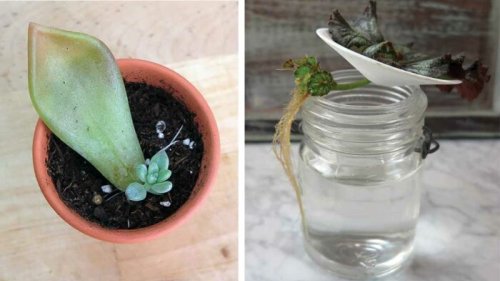 Learn 5 Ways to Propagate Through Plant Cuttings