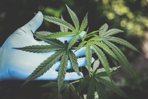 How to Grow Your Marijuana Plants | GreenState