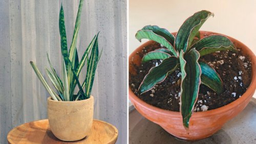 Growing Snake Plants Indoors