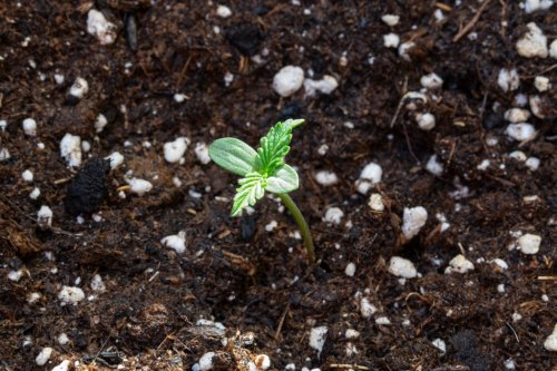 The Ultimate Guide to Growing Cannabis for Beginners | GreenState