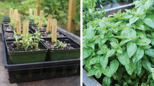 8 Great Herbs Easily Grown From Seed