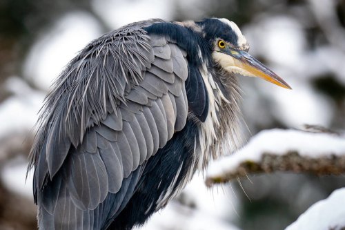 Saanich photographer captures photos of beautiful birds in a winter landscape