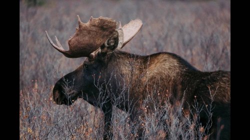 Aggressive, ‘drooling profusely’ moose has disease never seen in its species in Alaska