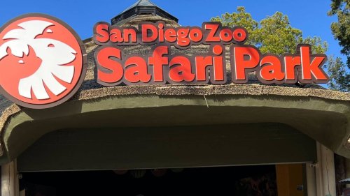 Endangered giraffe mom and newborn split from herd to bond, CA zoo says. See it