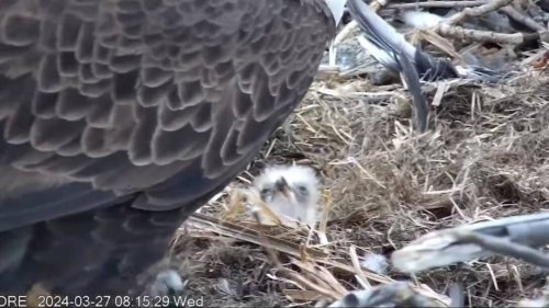 Bald eagle mom feeds baby for first time in California nest. See the ‘precious moment’