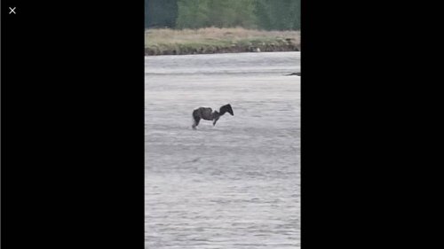 Exhausted horse was stranded in Yellowstone River for days. See the rescue