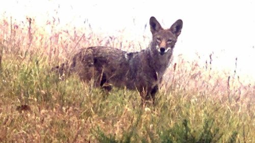 Ultramarathon runner tangles with coyote on California trail. ‘Rather terrifying’